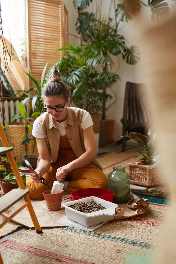 les conseils pour choisir les meilleures plantes d'intérieur pour purifier l'air de votre maison