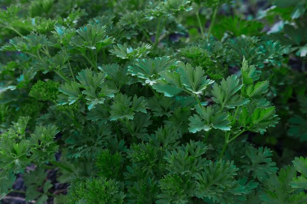 Pourquoi apprendre la permaculture Genève ?
