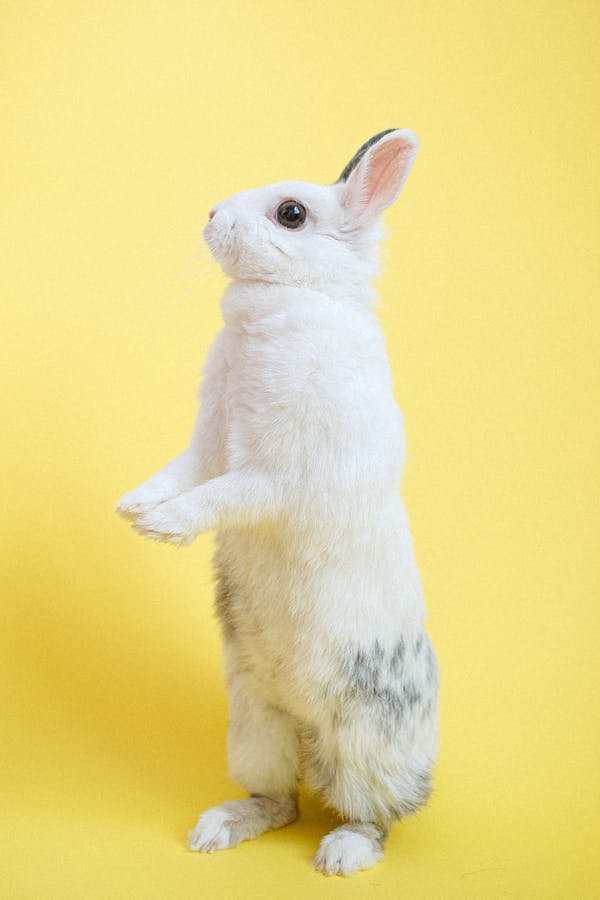 Créez une ambiance magique avec une affiche lapin pour bébé